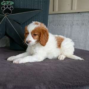 Toby, Mini Goldendoodle Puppy